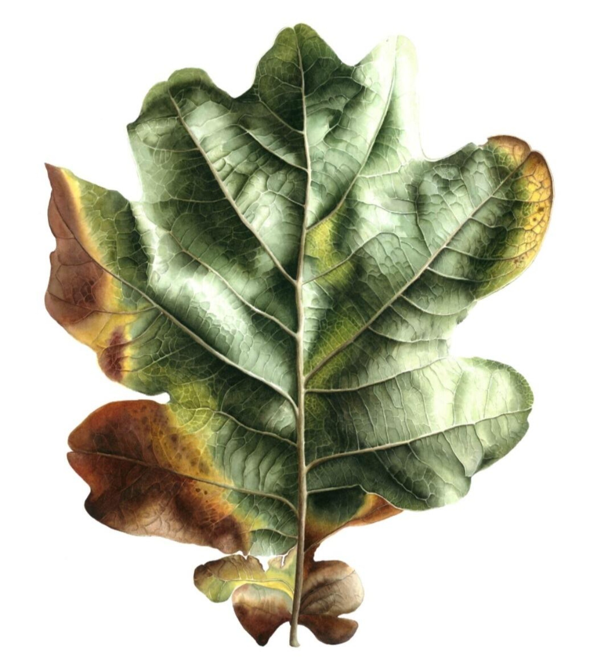 Дубовый лист - CO:CREATE