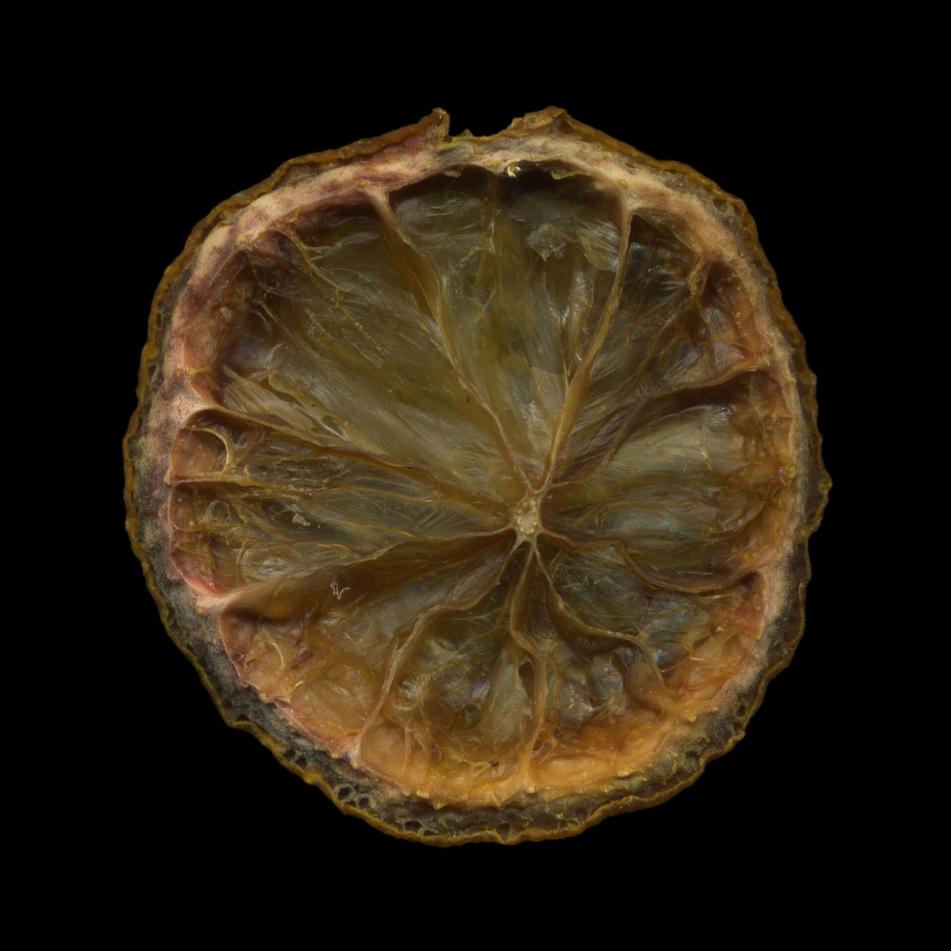 .78 / Dried lemon No.1 - CO:CREATE 2