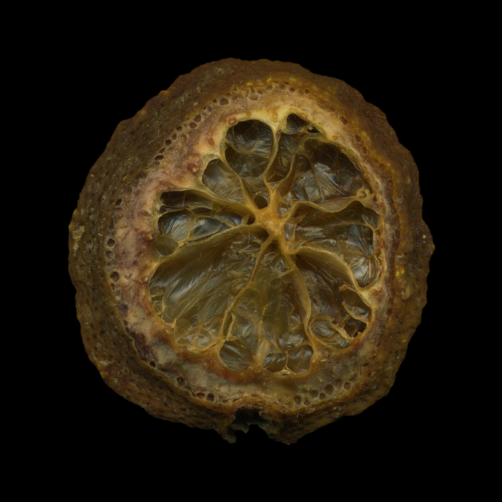 .78 / Dried lemon No.1 - CO:CREATE 1