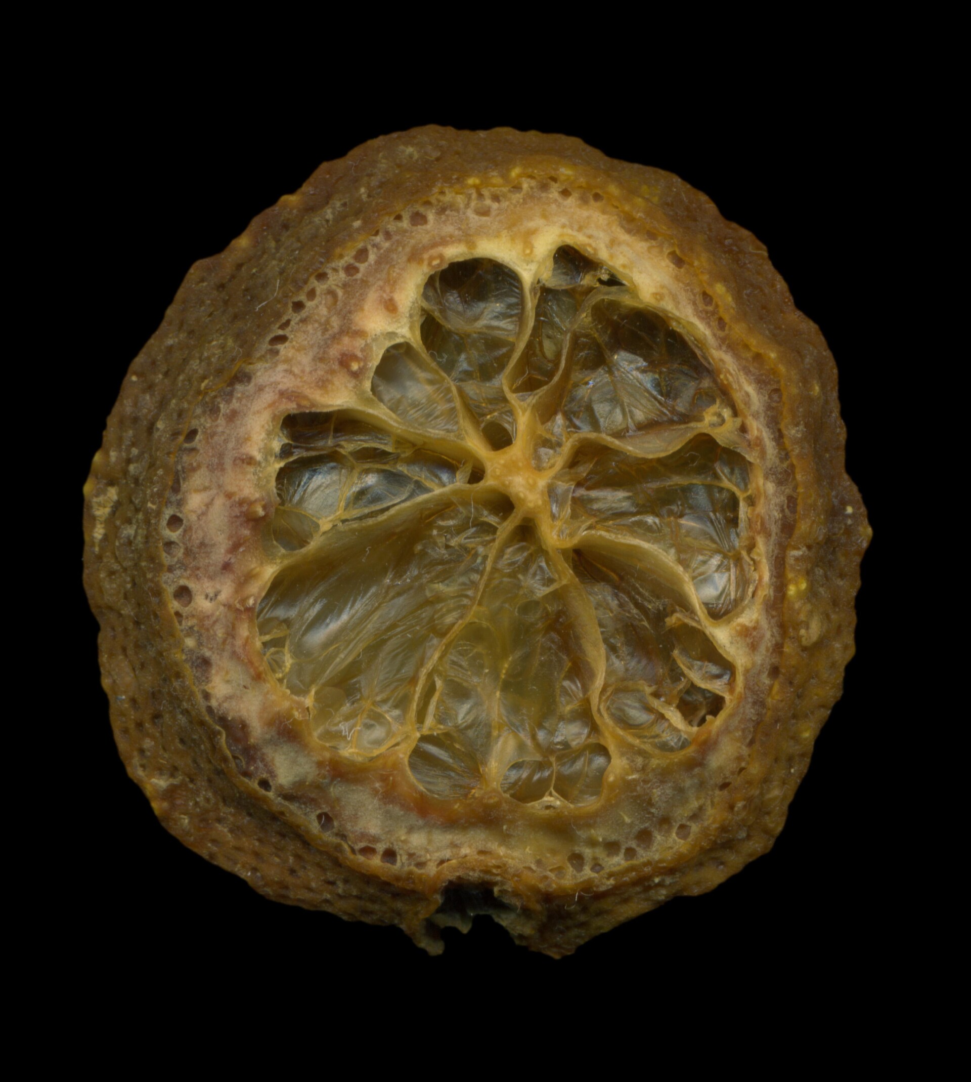 .78 / Dried lemon No.1 - CO:CREATE