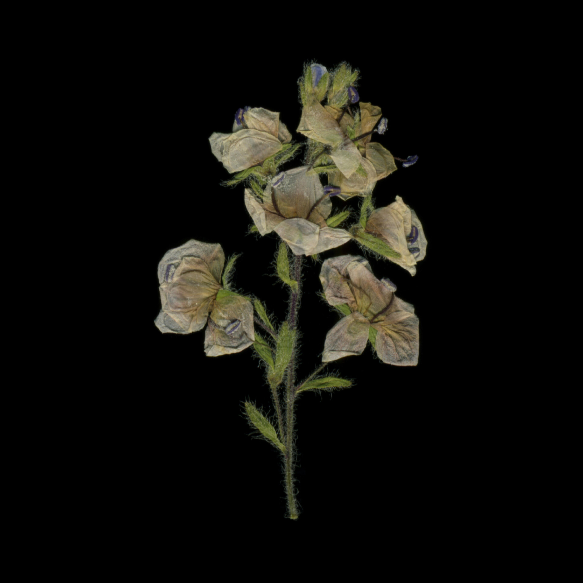 .5 / Dried plant No.1 - CO:CREATE 1