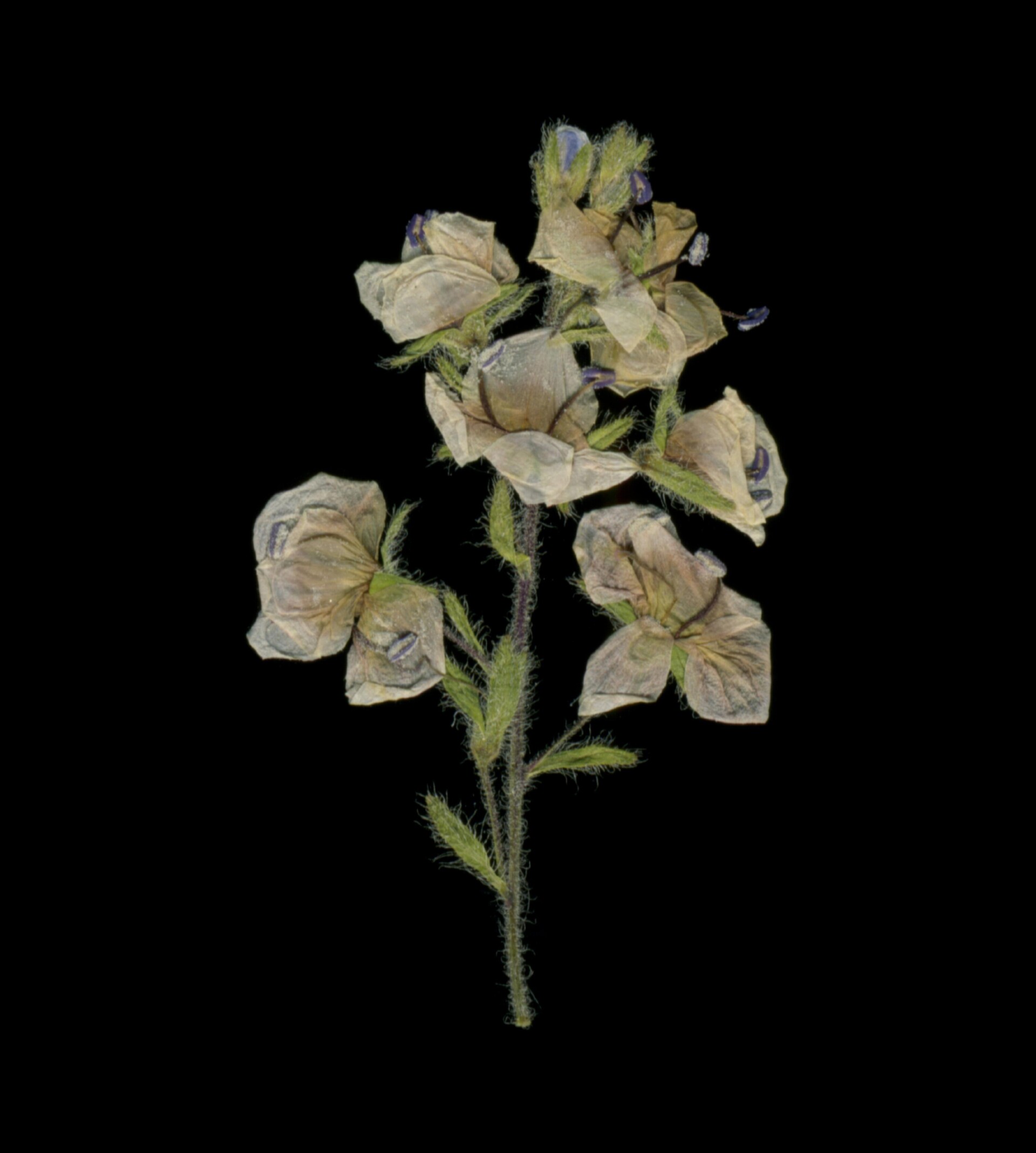 .5 / Dried plant No.1 - CO:CREATE