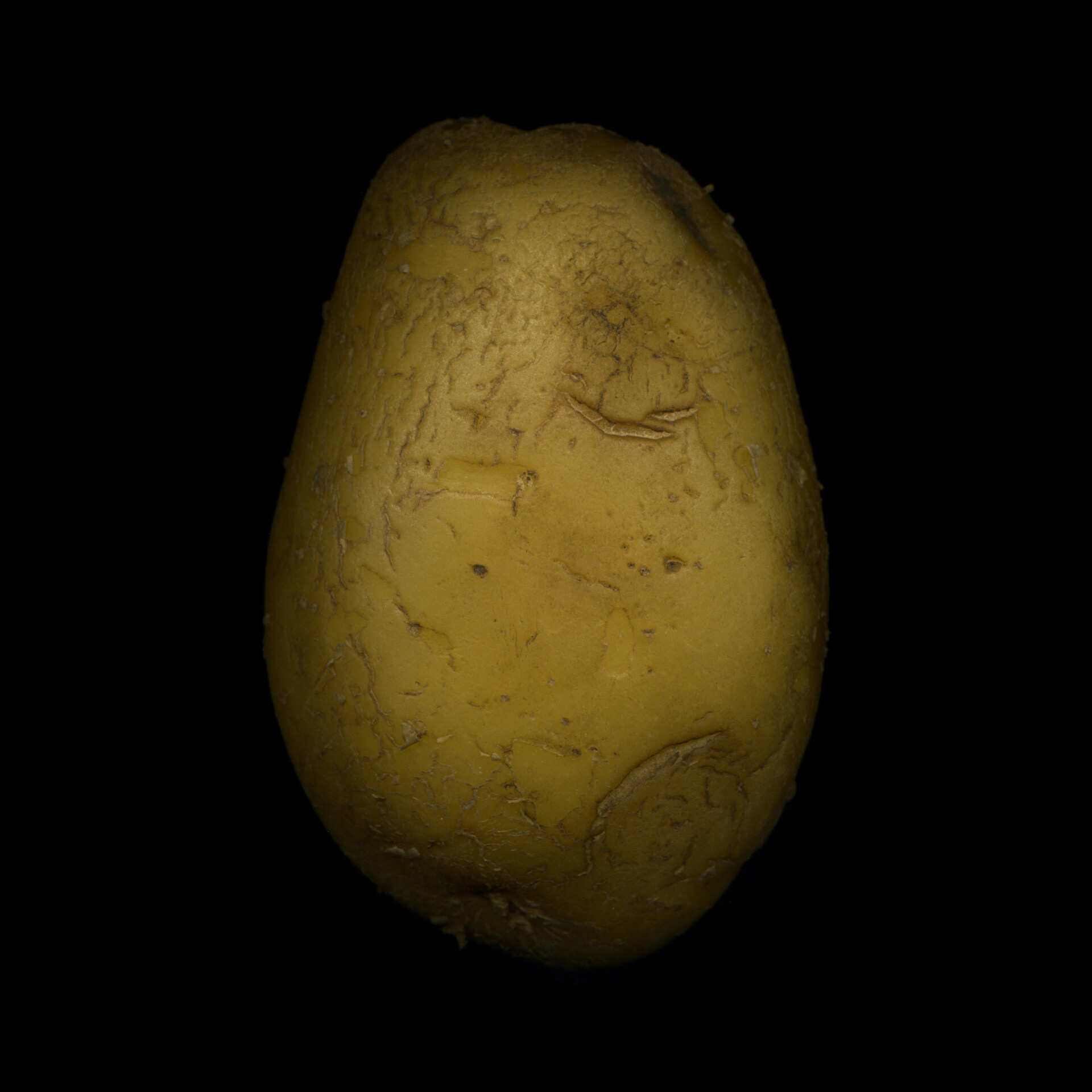 .6 / Potato No.1 - CO:CREATE 1