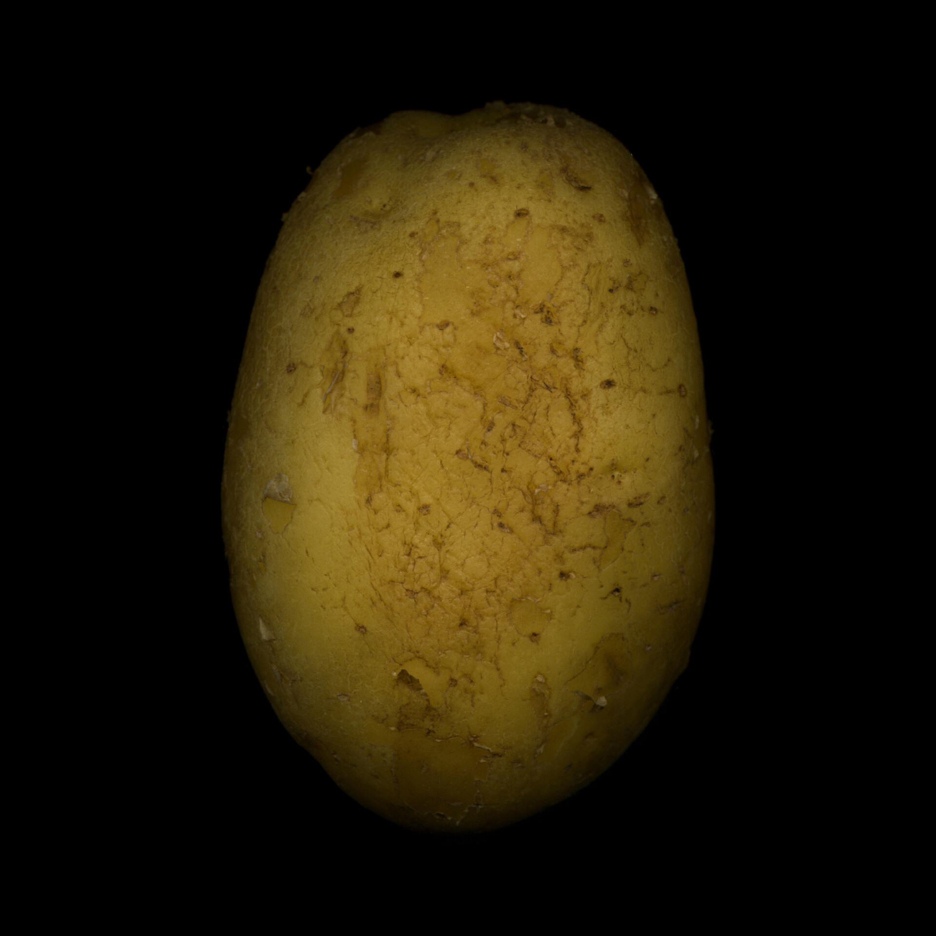 .6 / Potato No.1 - CO:CREATE 2