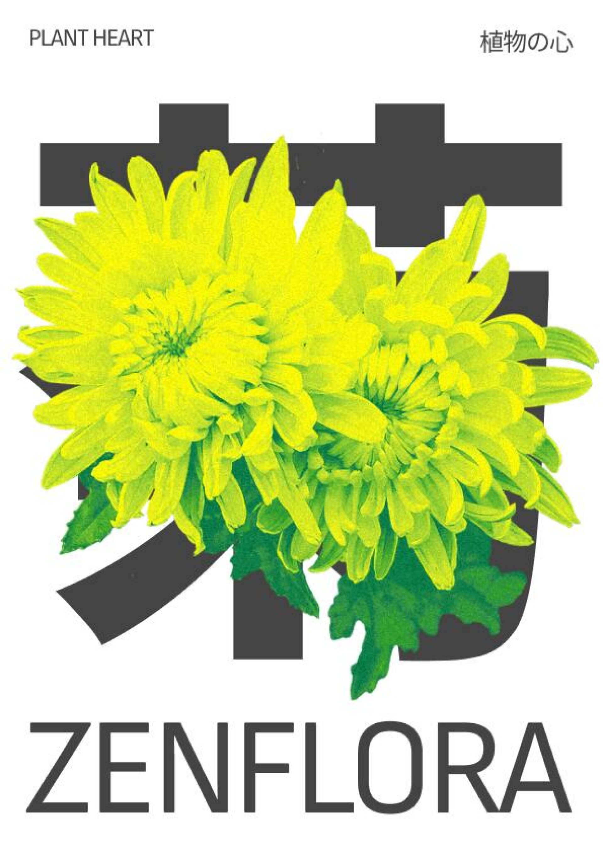 ZENFLORA - CO:CREATE 8