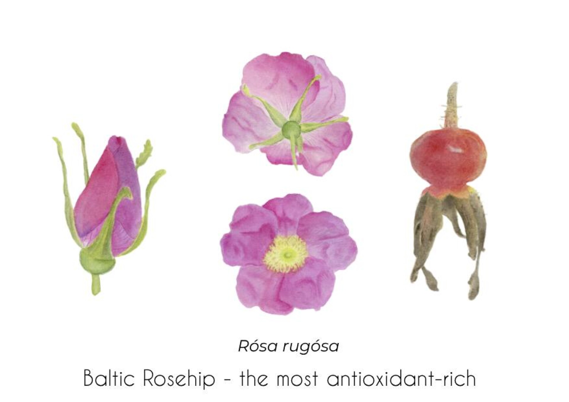 Балтийский шиповник - CO:CREATE 1