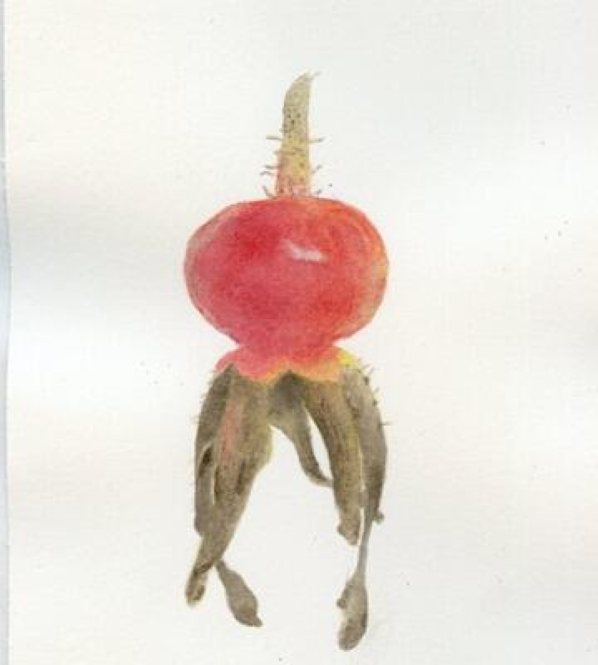 Шиповник - CO:CREATE