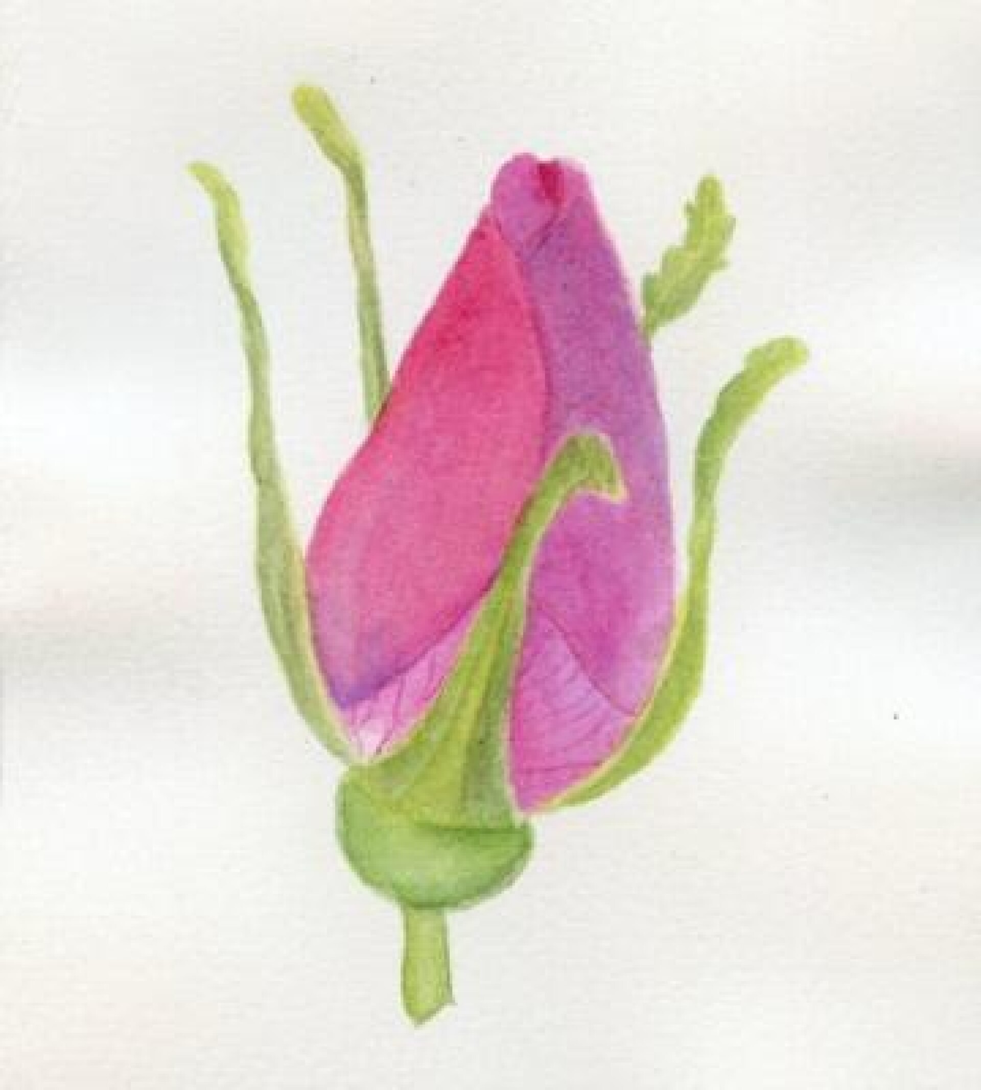 Бутон шиповника - CO:CREATE