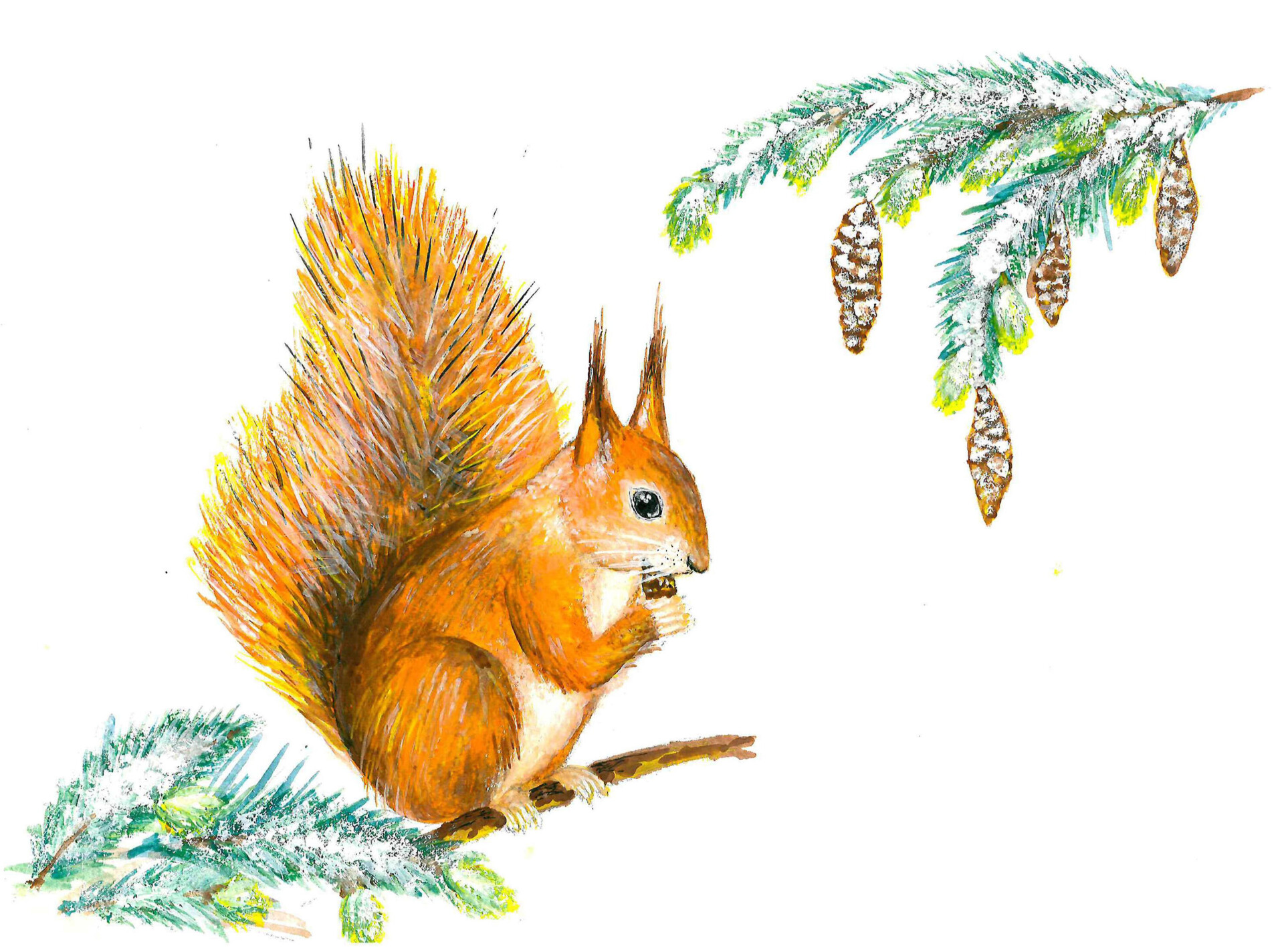 Белочка - CO:CREATE 4