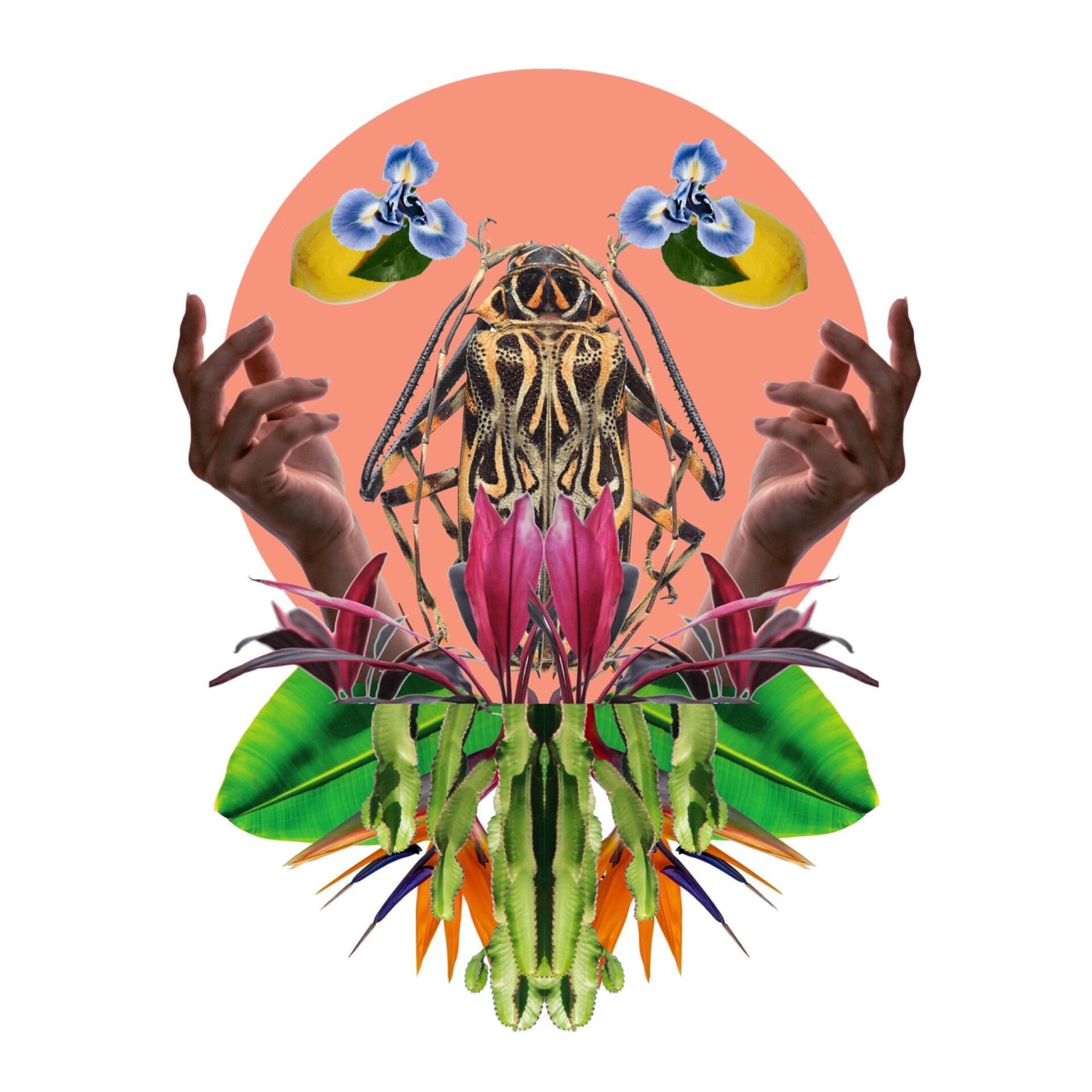 Жуки - CO:CREATE 1