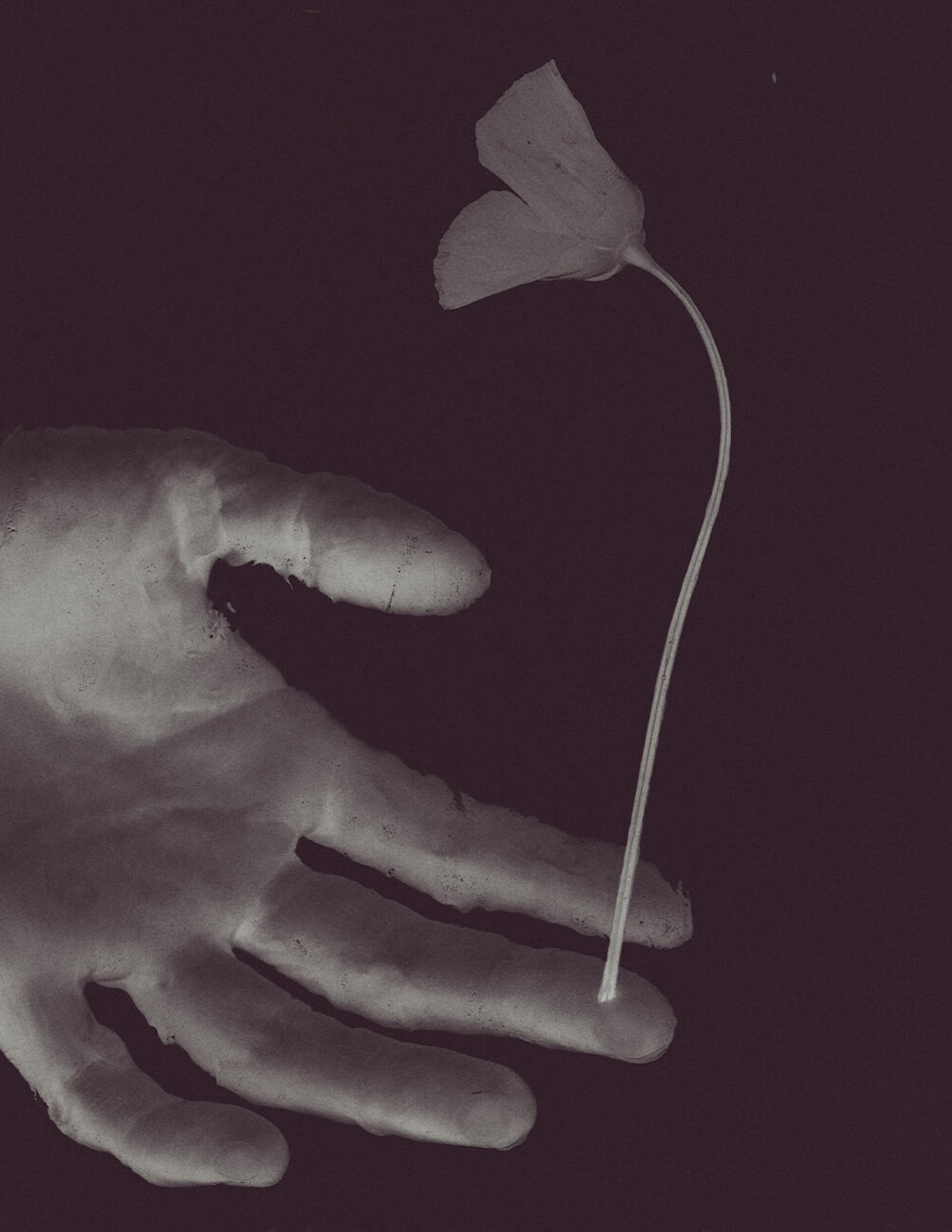 «Цветочная хрупкость» - CO:CREATE 3