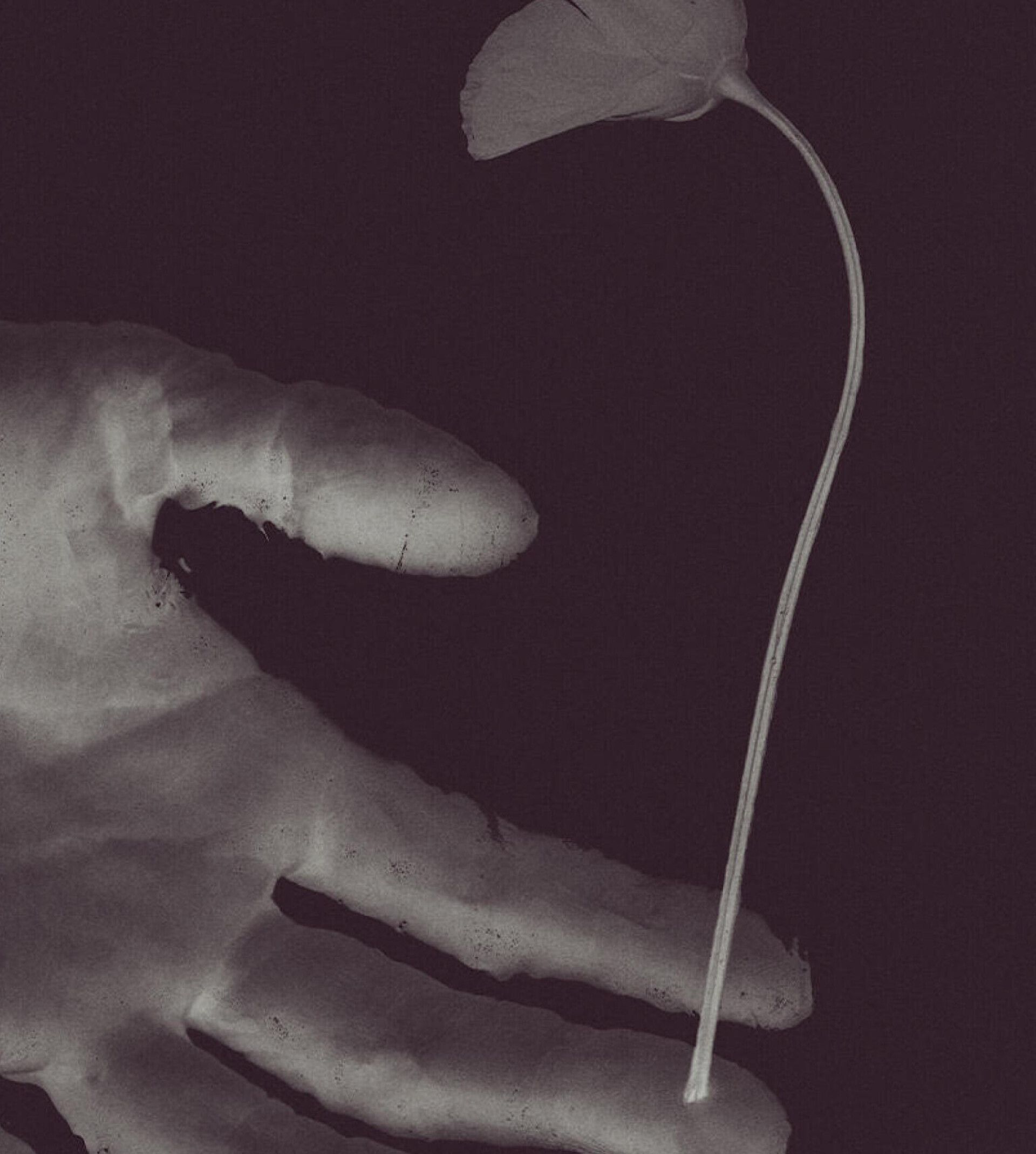 «Цветочная хрупкость» - CO:CREATE