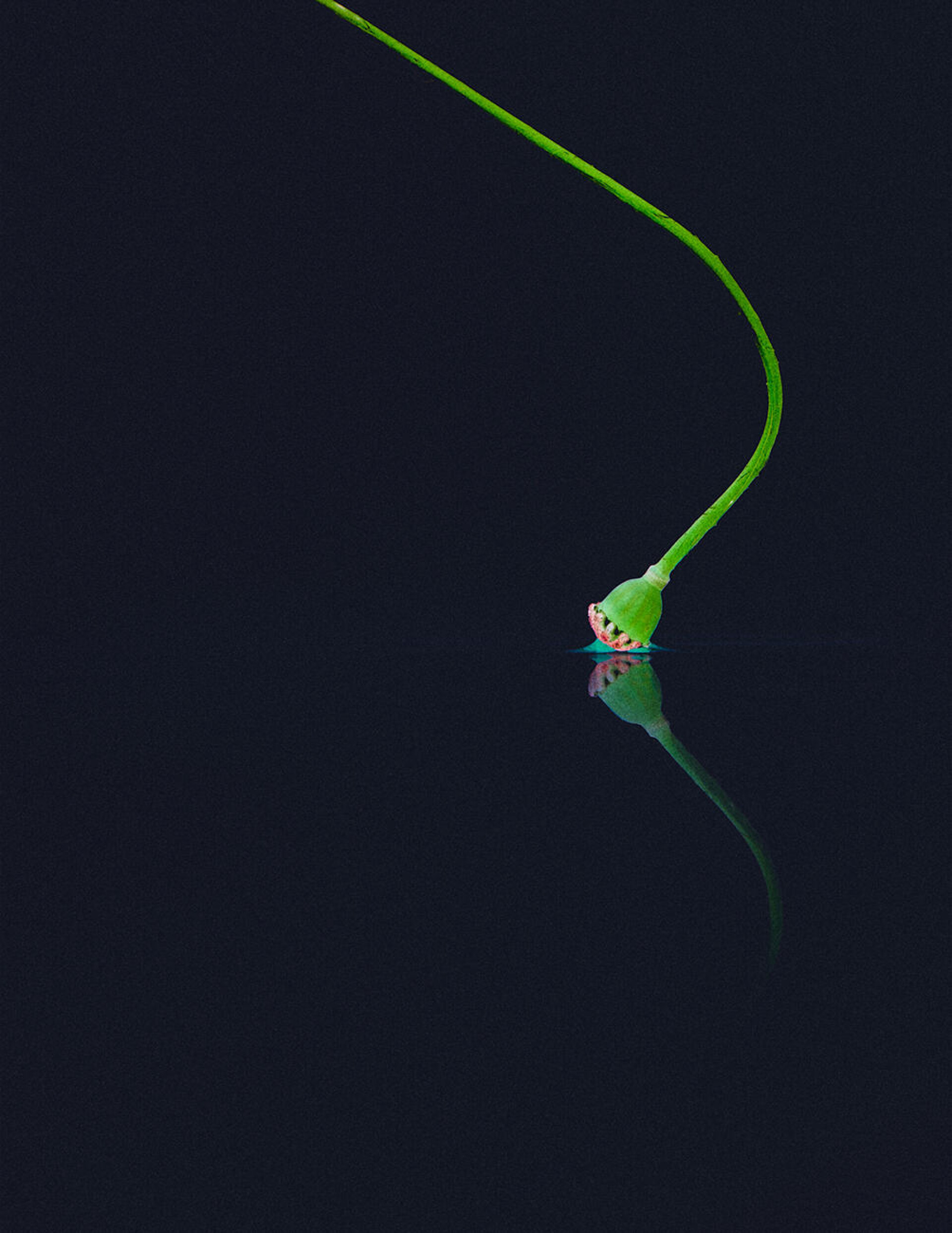 «Цветочная хрупкость» - CO:CREATE 4