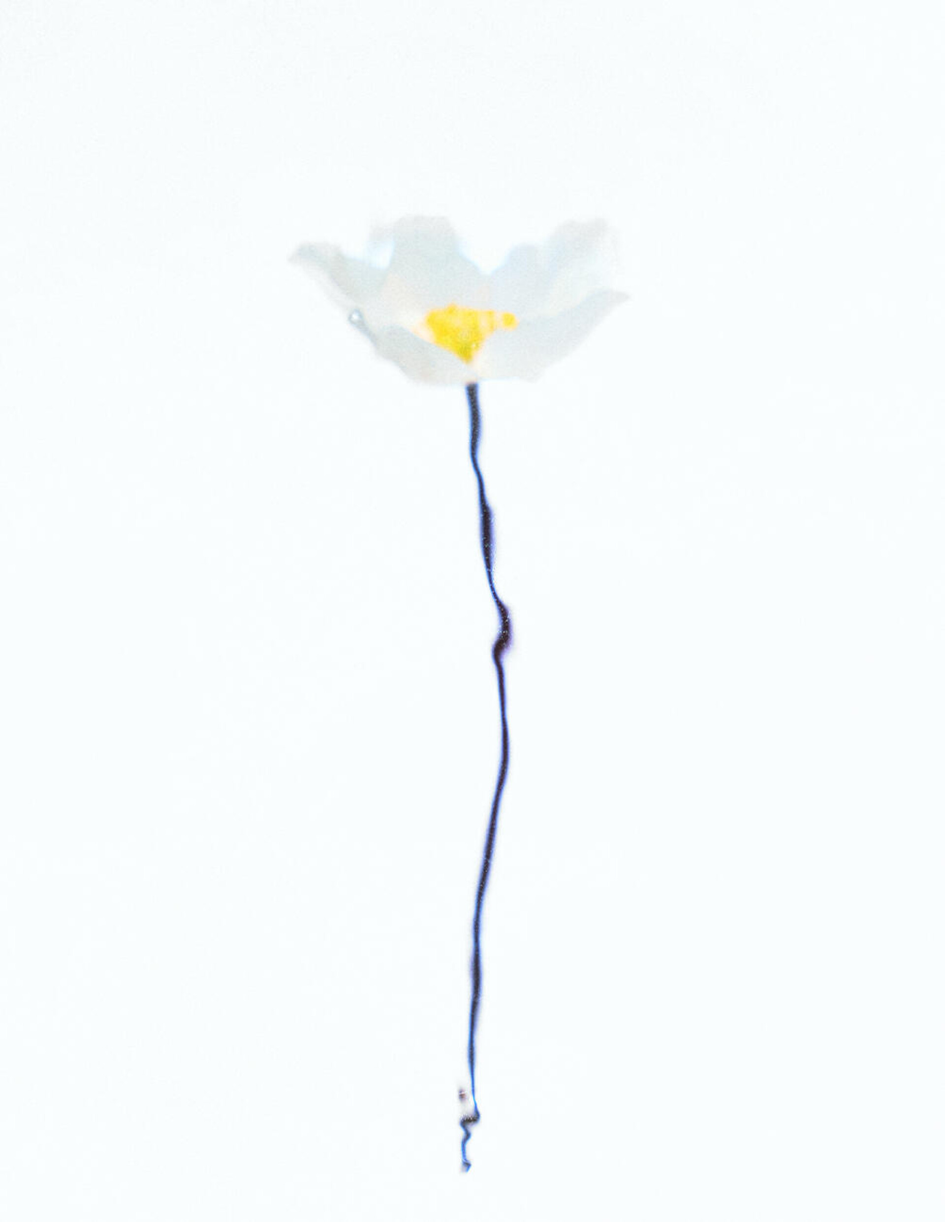 «Цветочная хрупкость» - CO:CREATE 1