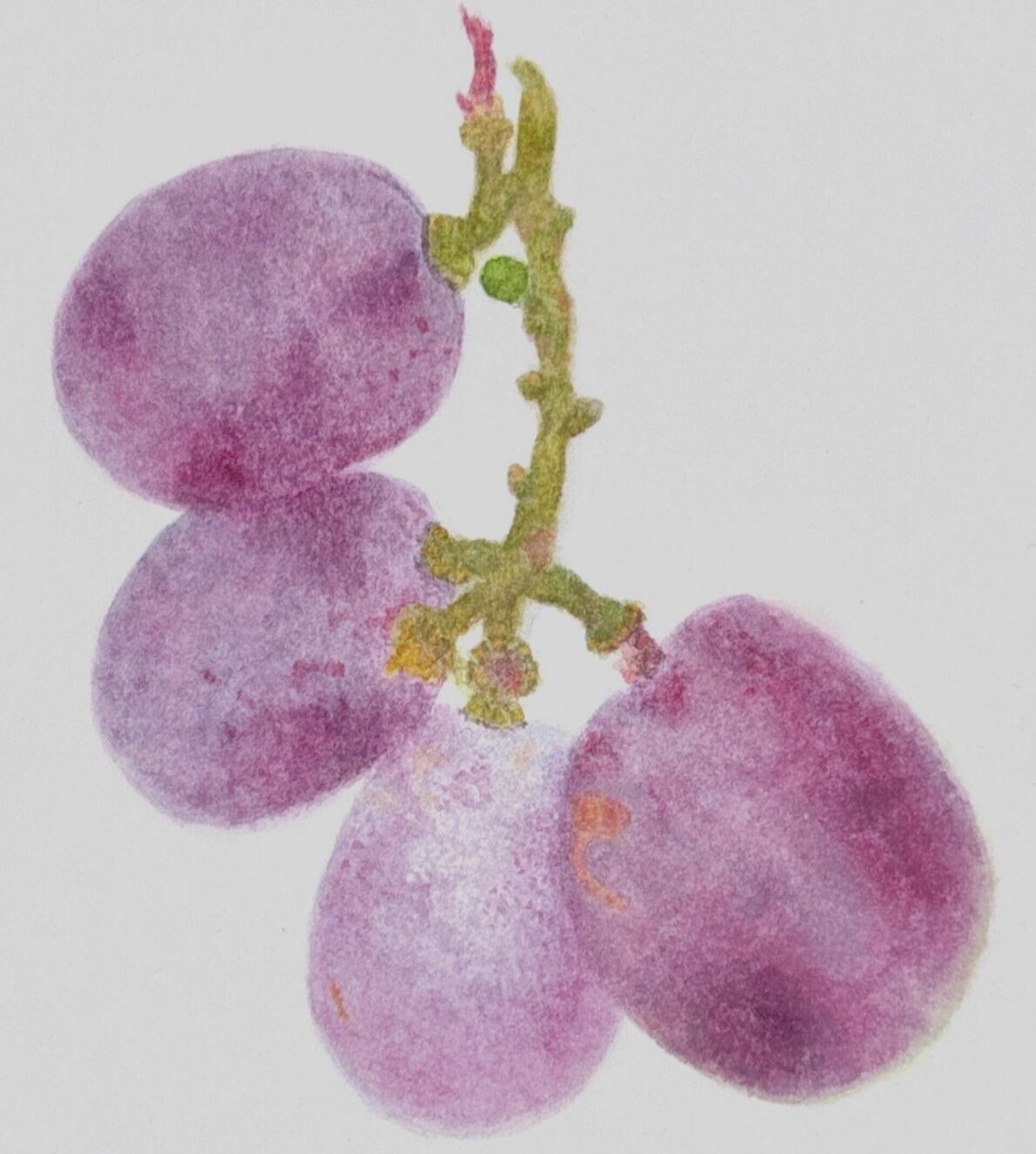 Виноград - CO:CREATE