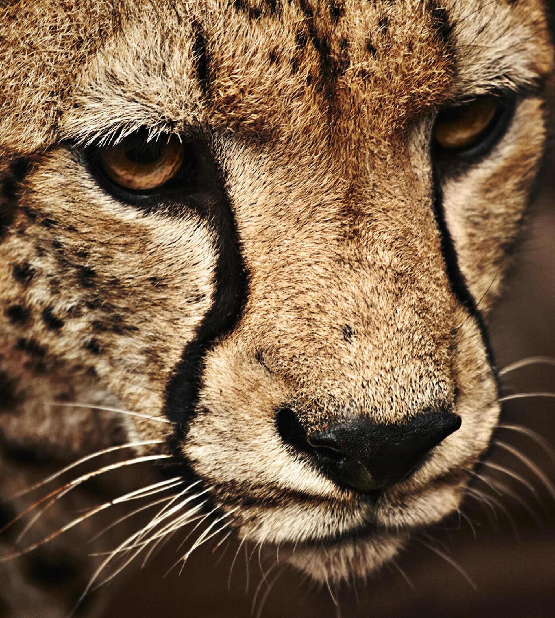 Тестовая работа 1 - CO:CREATE