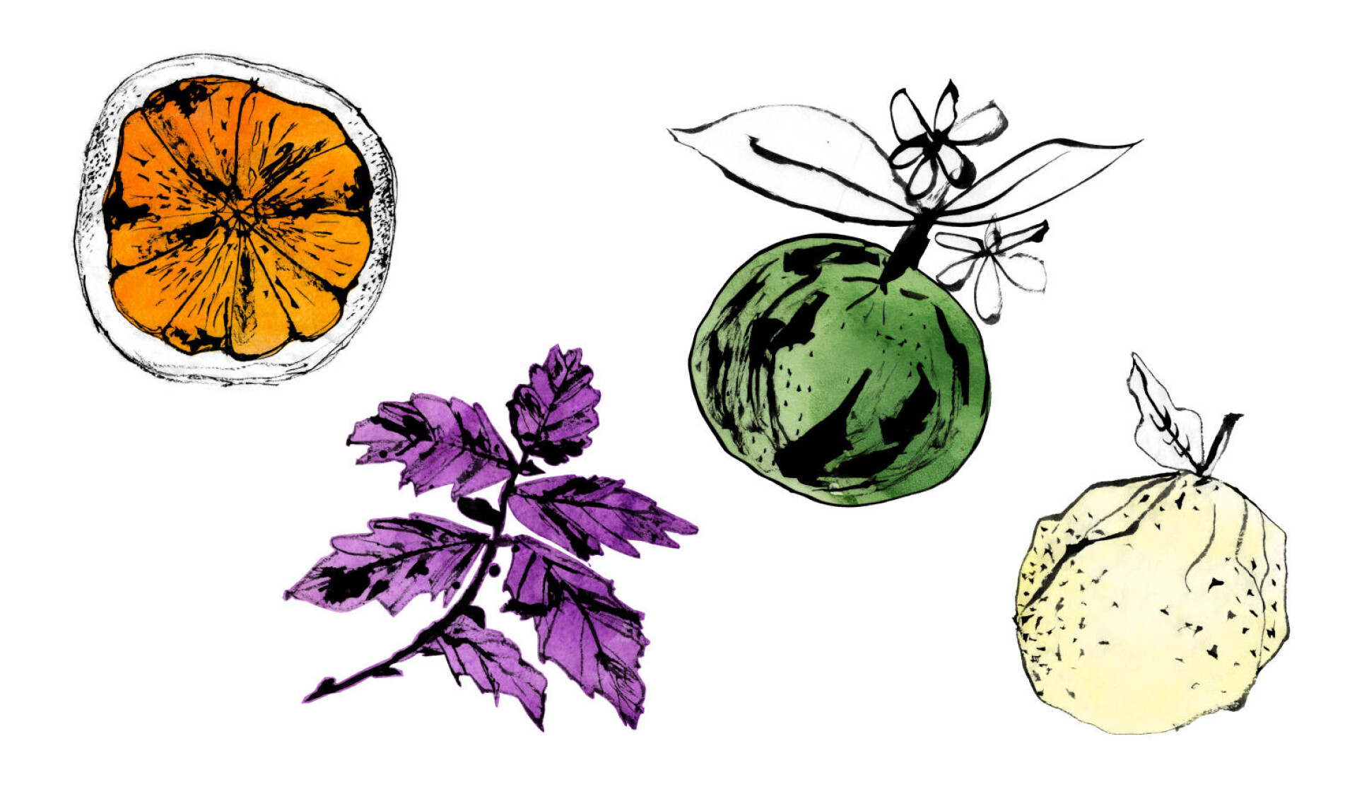 Citrus - CO:CREATE 1