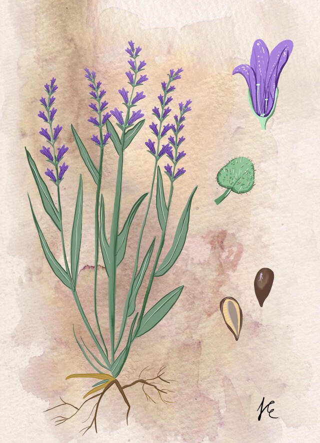 Гербарий - CO:CREATE 1