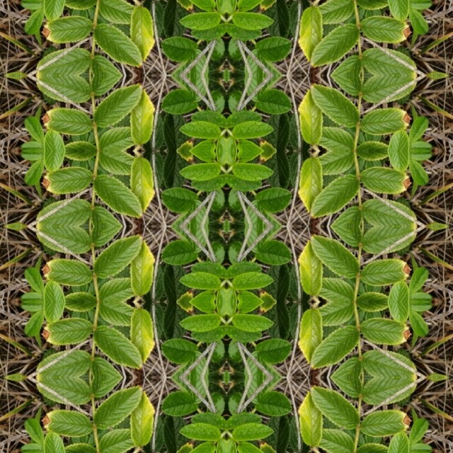 Шиповник - CO:CREATE 3