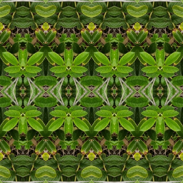 Шиповник - CO:CREATE 4