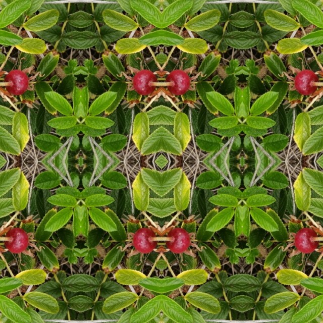 Шиповник - CO:CREATE 5