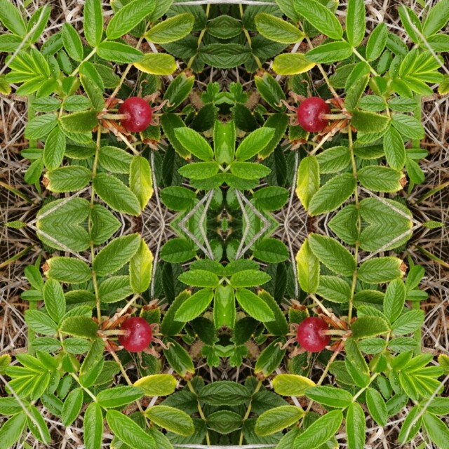 Шиповник - CO:CREATE 1