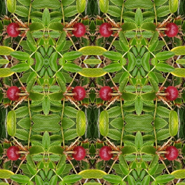 Шиповник - CO:CREATE 2