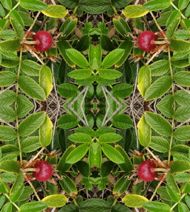 Шиповник - CO:CREATE