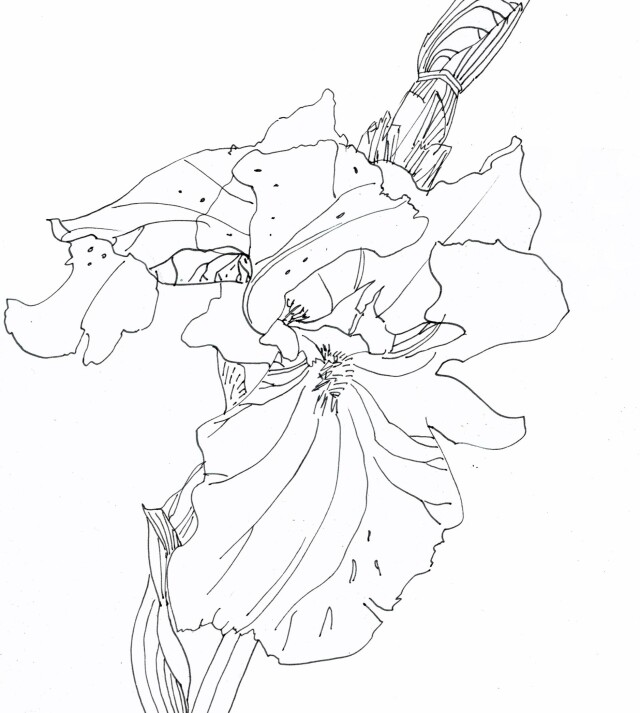 iris flower - CO:CREATE