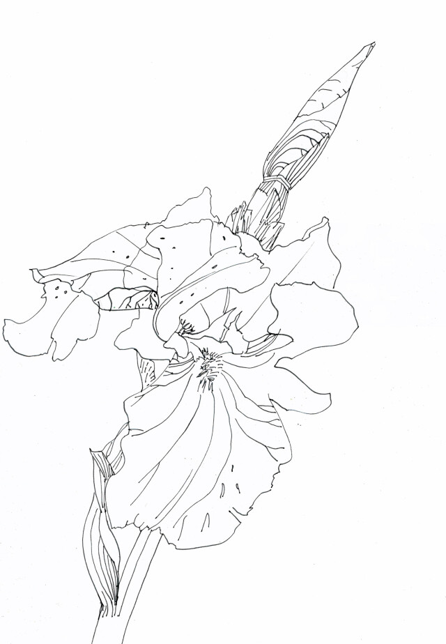 iris flower - CO:CREATE 2