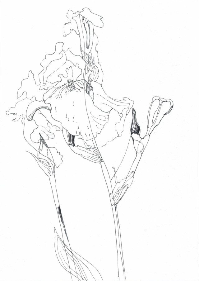 iris flower - CO:CREATE 1