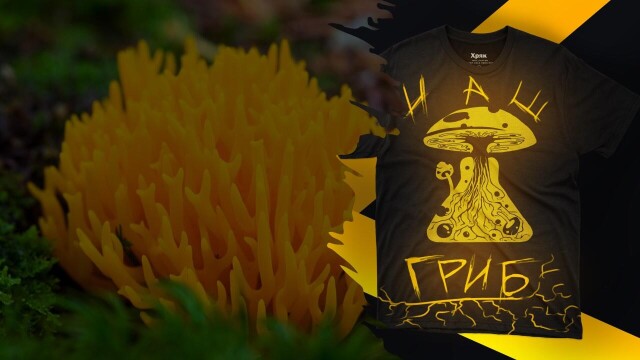 Грибы Югры - CO:CREATE 1