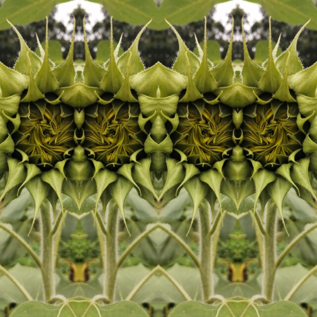 мхи, травы, ветки, цветы - CO:CREATE 1