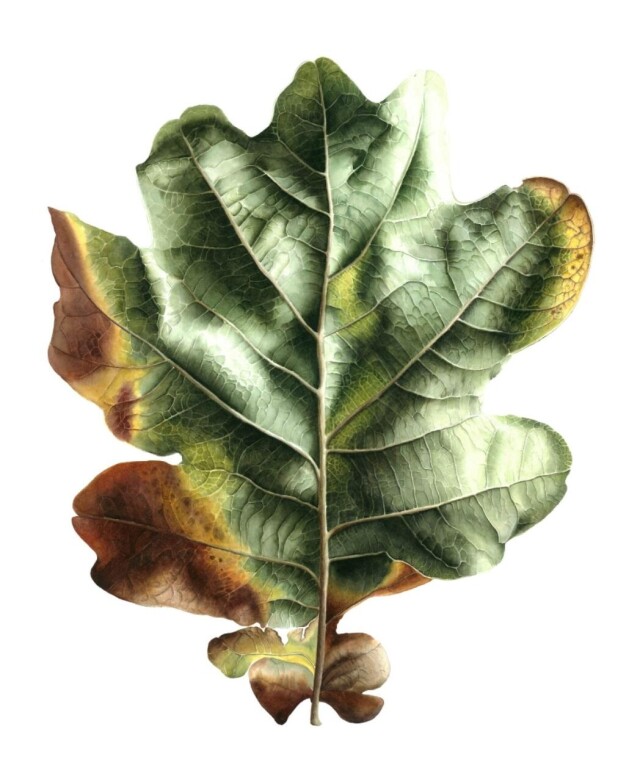 Дубовый лист - CO:CREATE 1