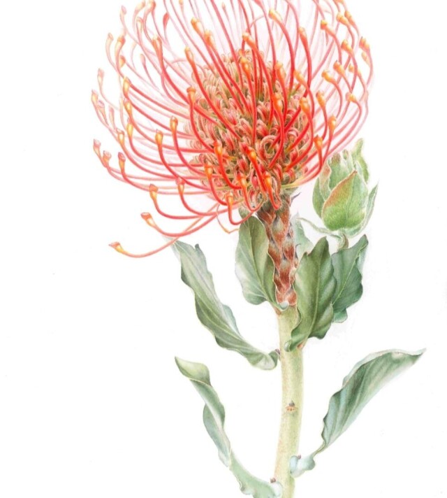 Экзотический цветок - CO:CREATE