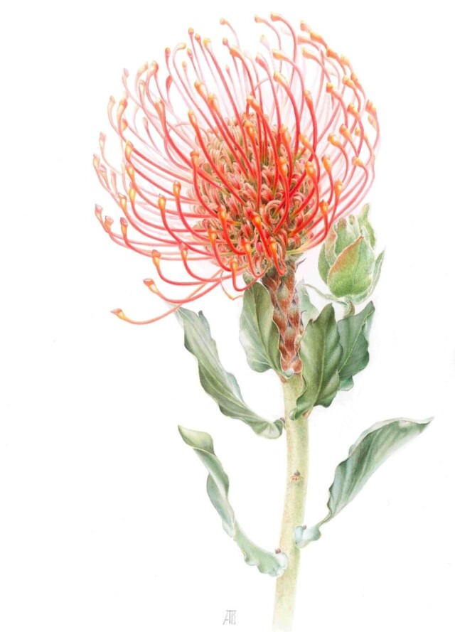 Экзотический цветок - CO:CREATE 1