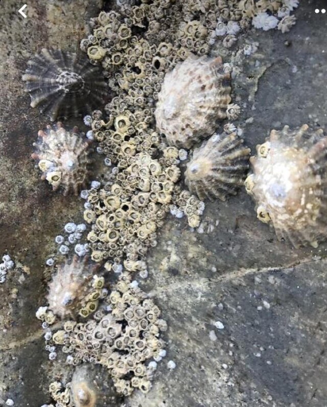 Устрицы - CO:CREATE 3