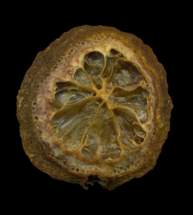 .78 / Dried lemon No.1 - CO:CREATE
