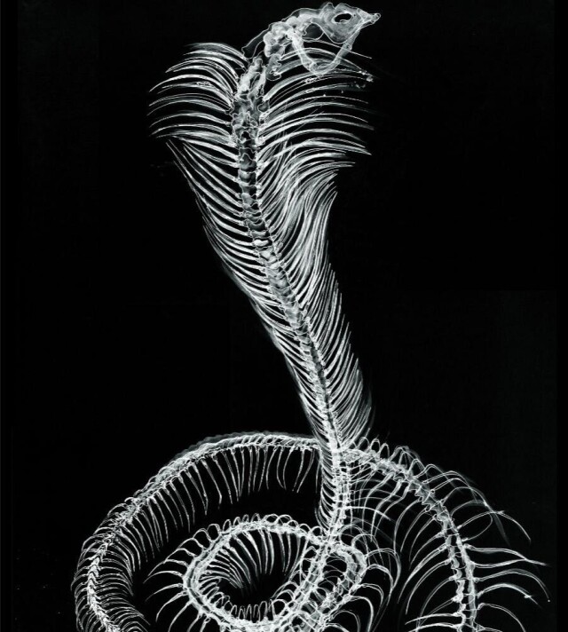 snake - CO:CREATE