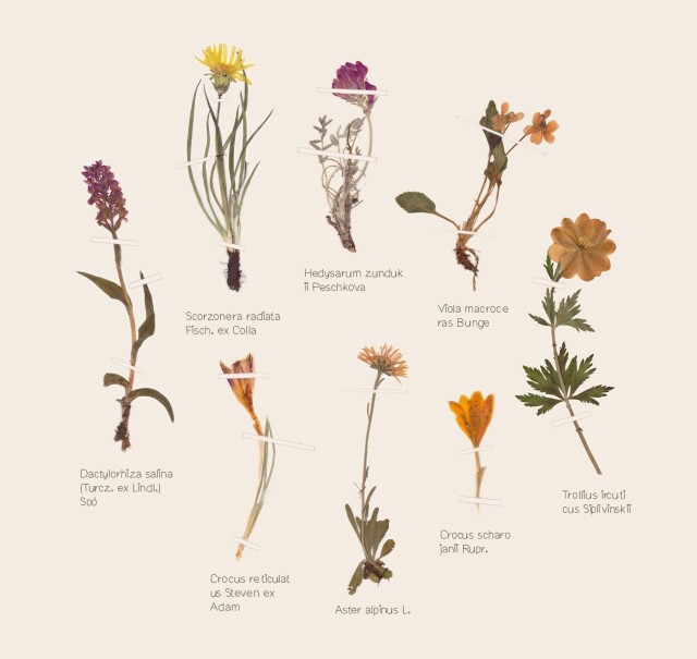 цветы дней юности моей - CO:CREATE 2