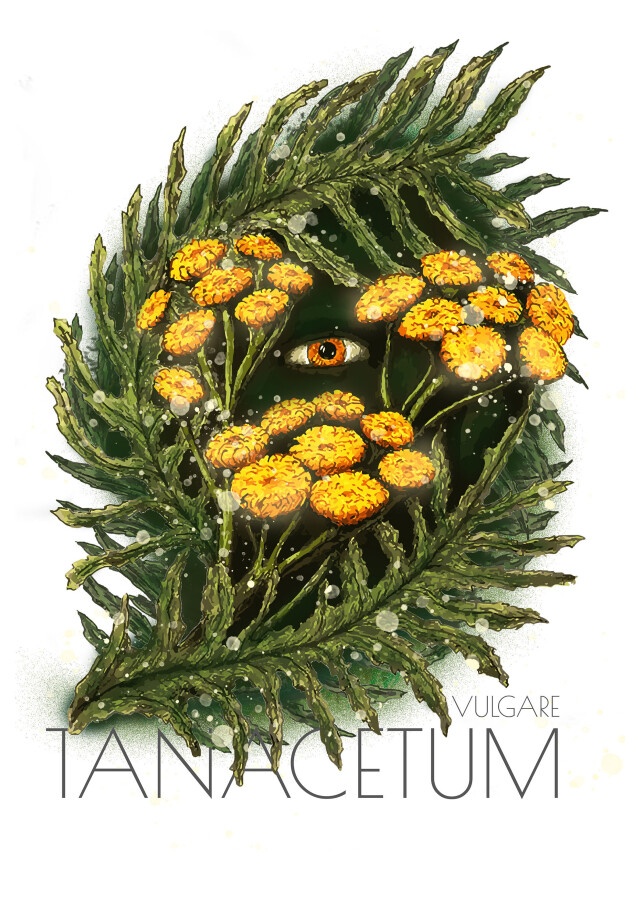 ПИЖМА ОБЫКНОВЕННАЯ И ЧАЙКА ТИХООКЕАНСКАЯ - CO:CREATE 1