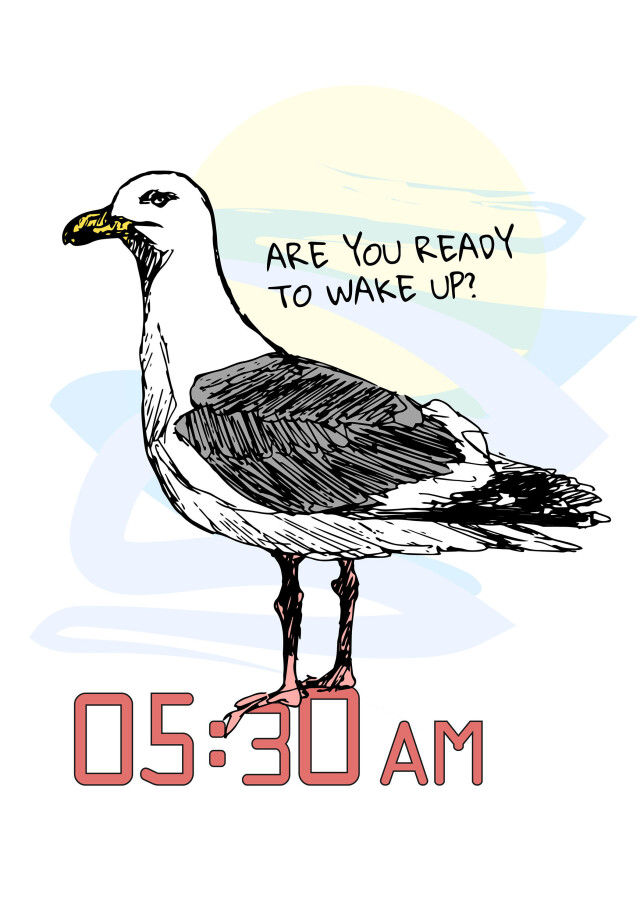 ПИЖМА ОБЫКНОВЕННАЯ И ЧАЙКА ТИХООКЕАНСКАЯ - CO:CREATE 2