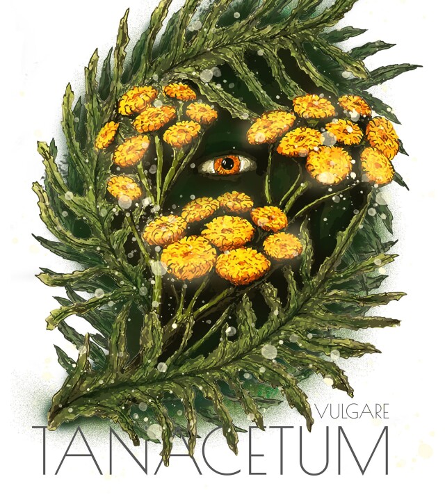 ПИЖМА ОБЫКНОВЕННАЯ И ЧАЙКА ТИХООКЕАНСКАЯ - CO:CREATE