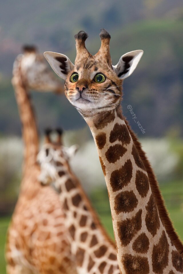 Кот-жираф - CO:CREATE