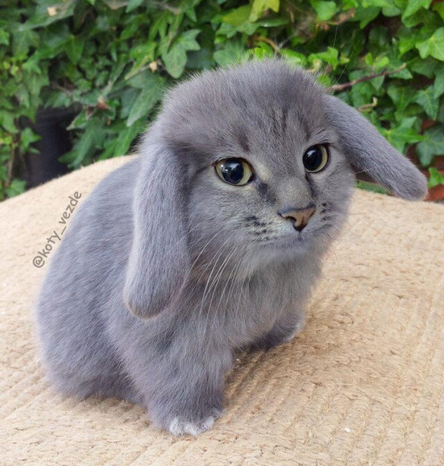 Котокролик - CO:CREATE 1