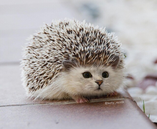 Котоёжик - CO:CREATE 1