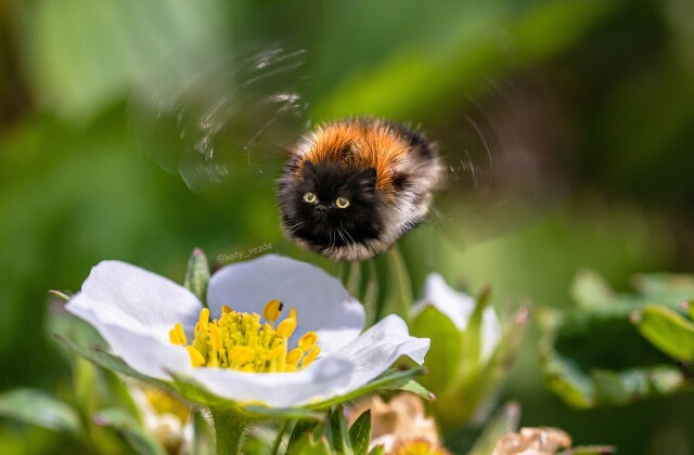 Котошмель - CO:CREATE 1