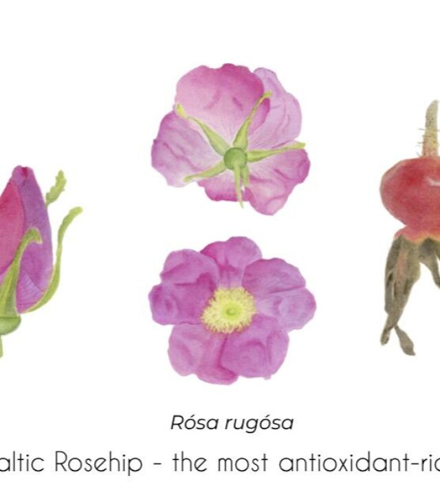 Балтийский шиповник - CO:CREATE