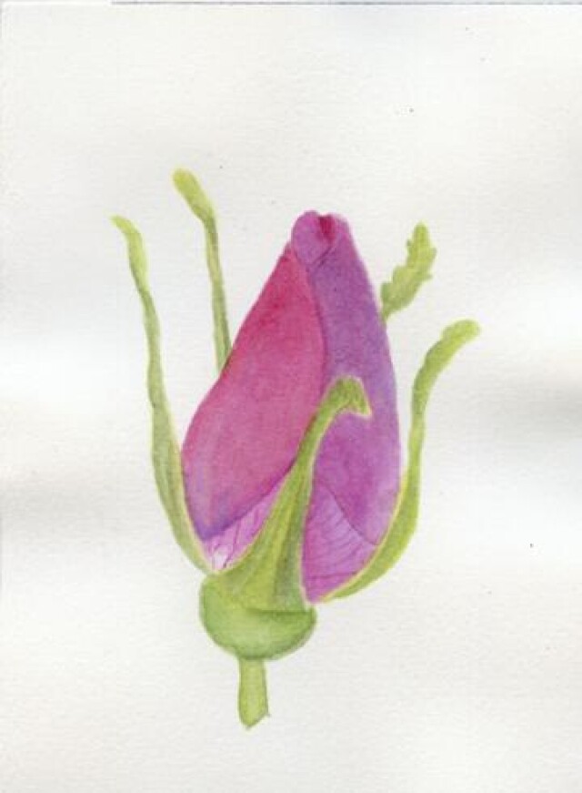 Бутон шиповника - CO:CREATE 1