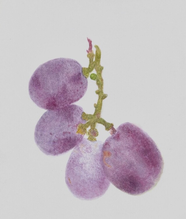 Виноград - CO:CREATE 1